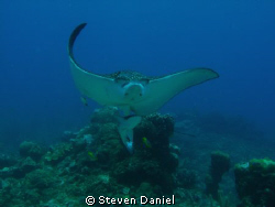 Spotted Eagle Ray and ride along by Steven Daniel 